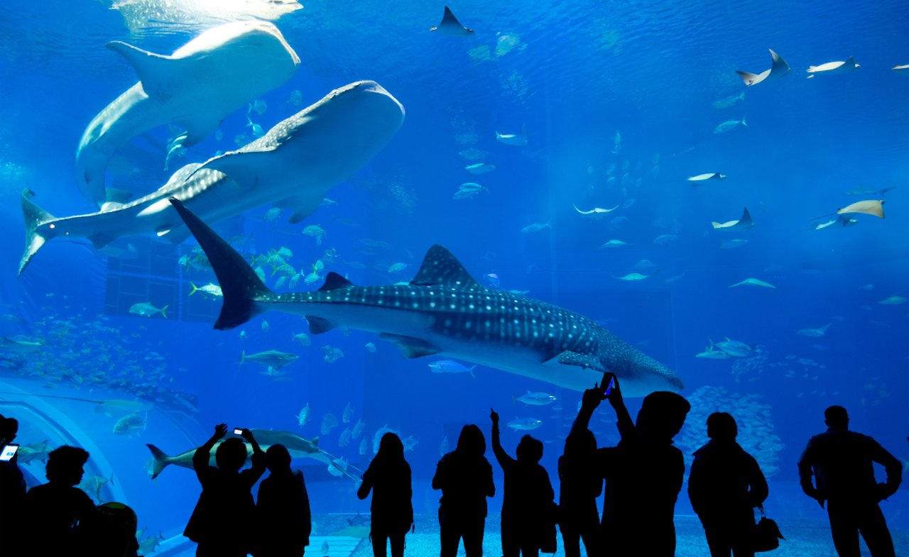 Shedd Aquarium in Chicago