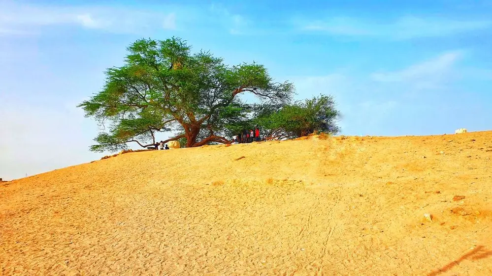 The Tree Of Life of Bahrain